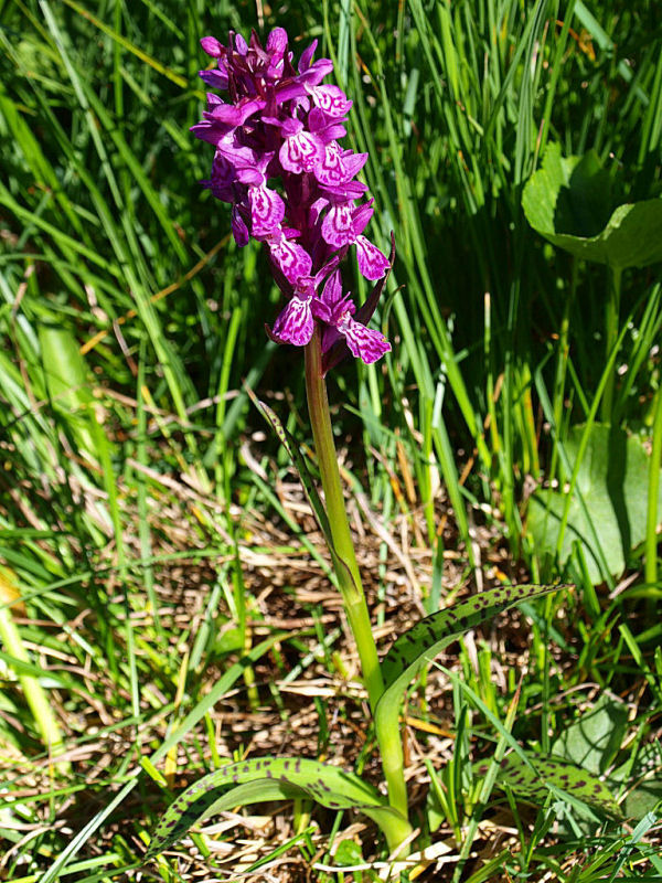 Dactylorhiza majalis dalla Valparola